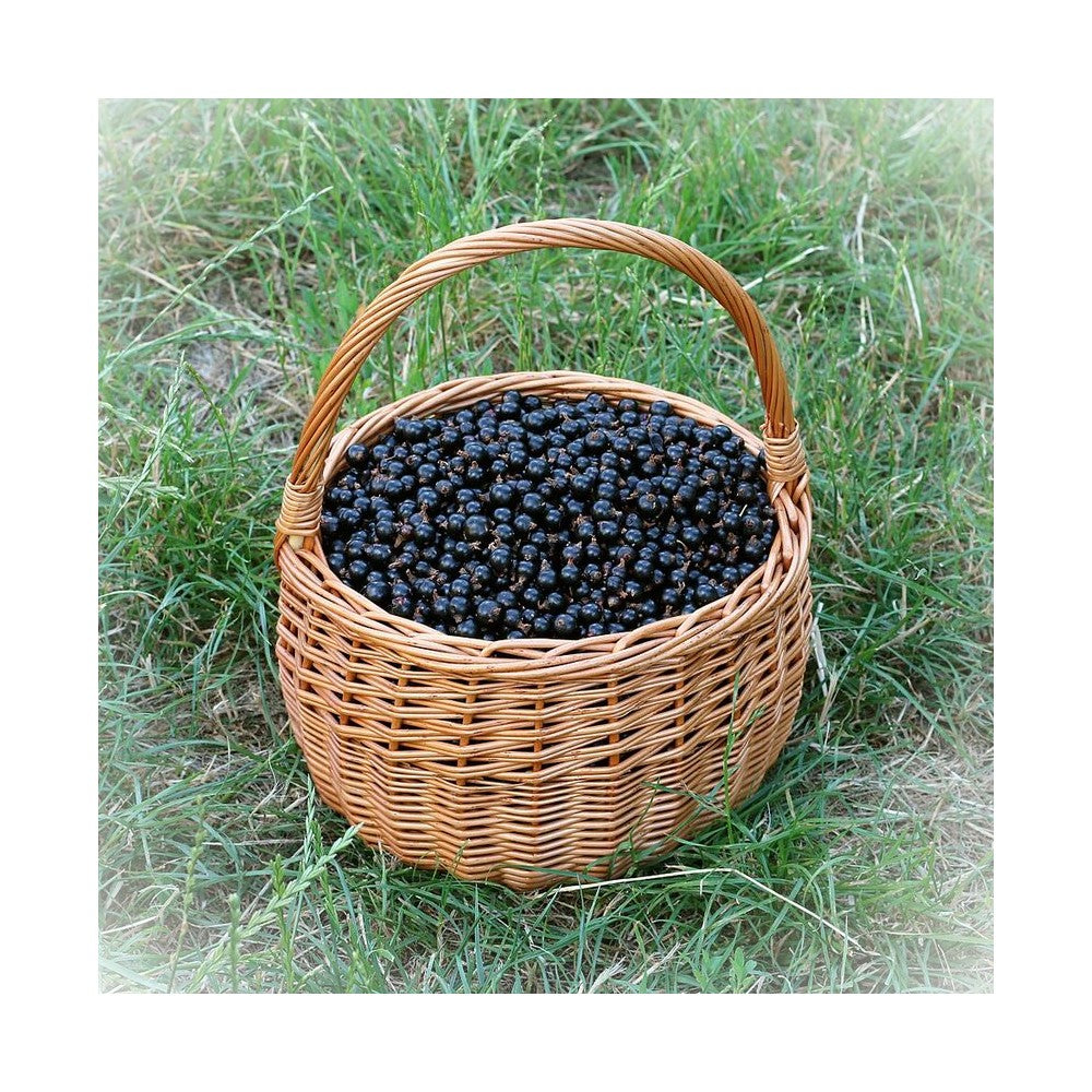 Notă de Coacăze Negre