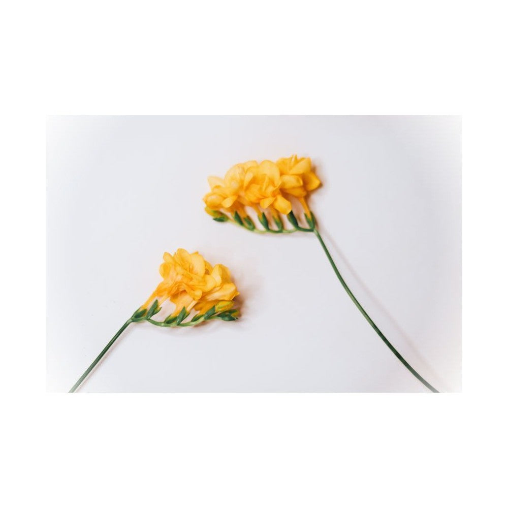 Notă de Freesia