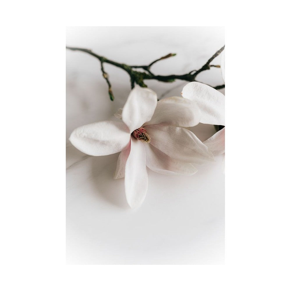 Notă de Magnolie