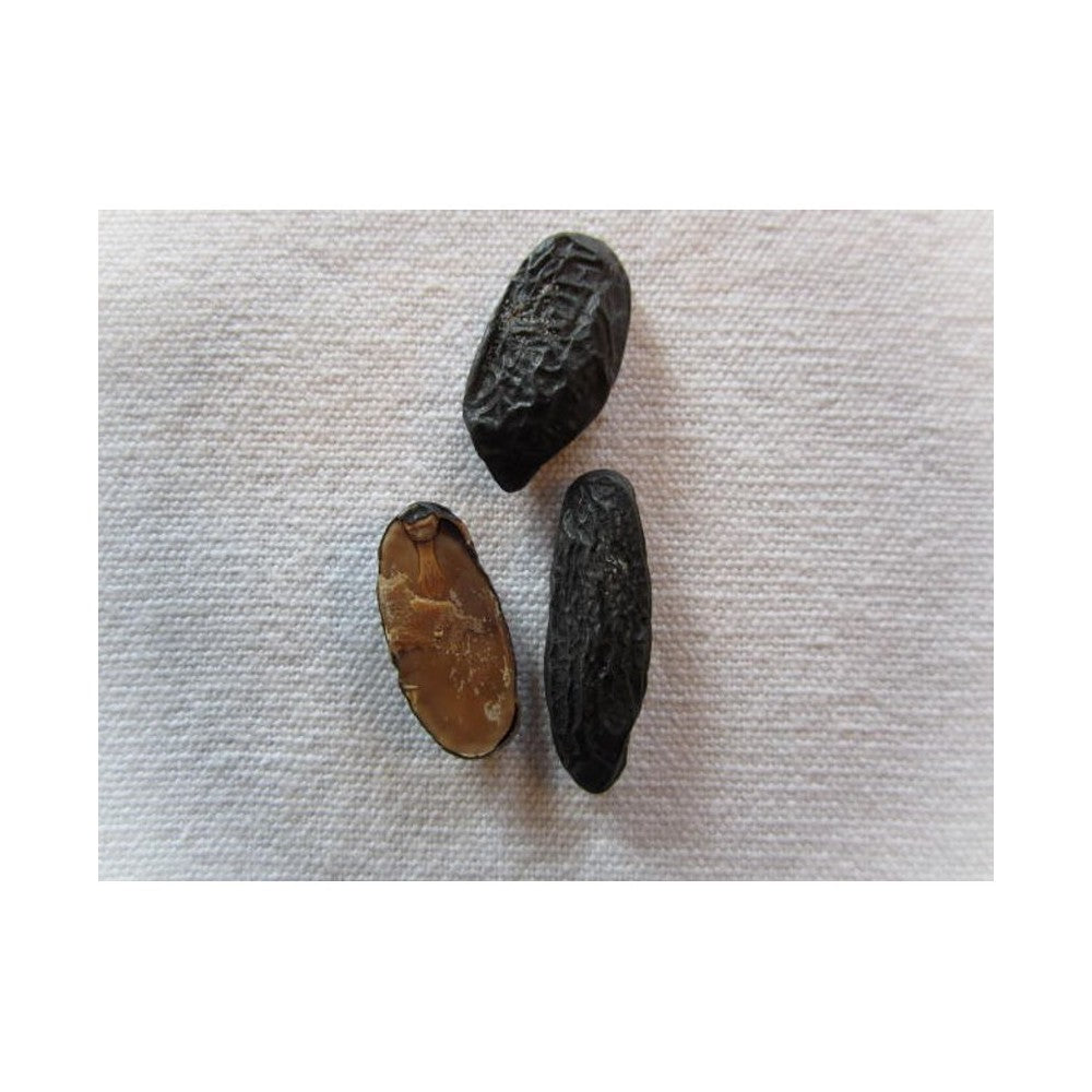 Notă de Tonka prăjită