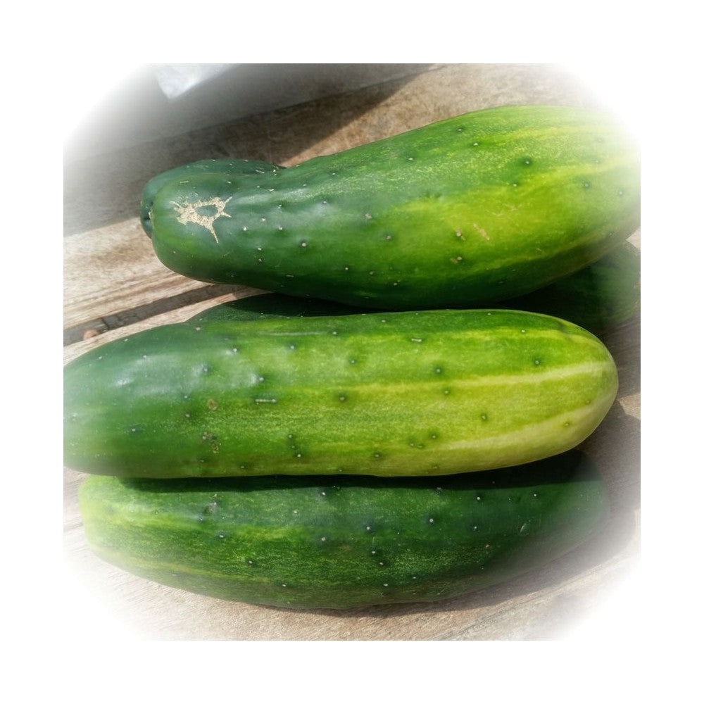 Notă de Castravete