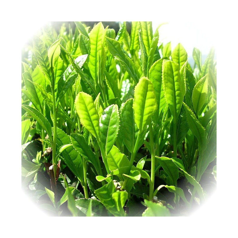 Notă de Ceai Verde