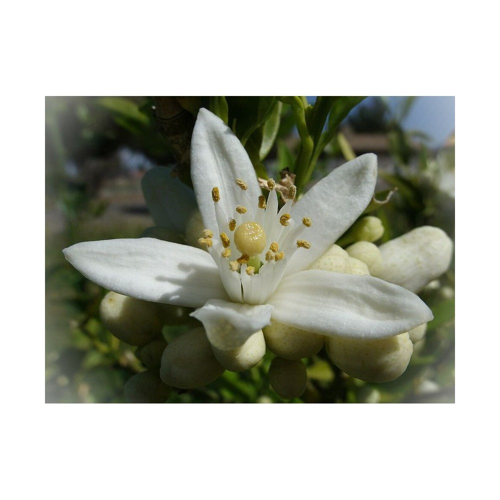 Notă de Floare de Portocal
