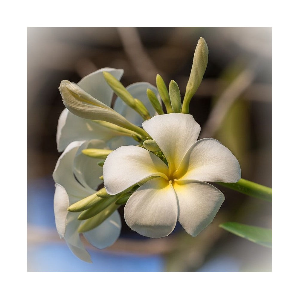 Notă de Frangipani