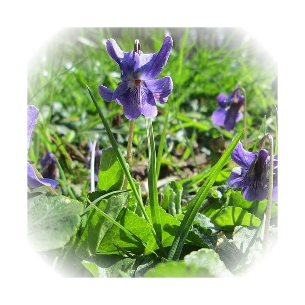 Notă de Frunze De Violetă