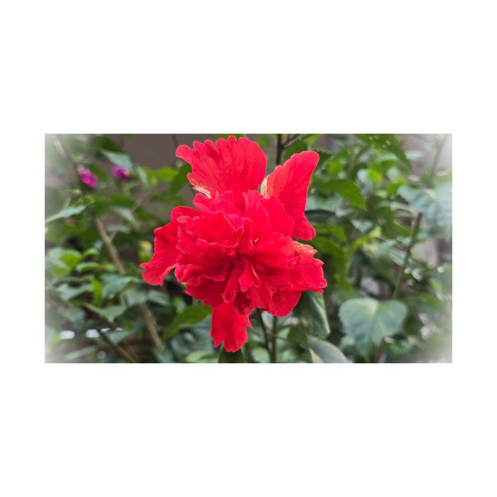 Notă de Hibiscus