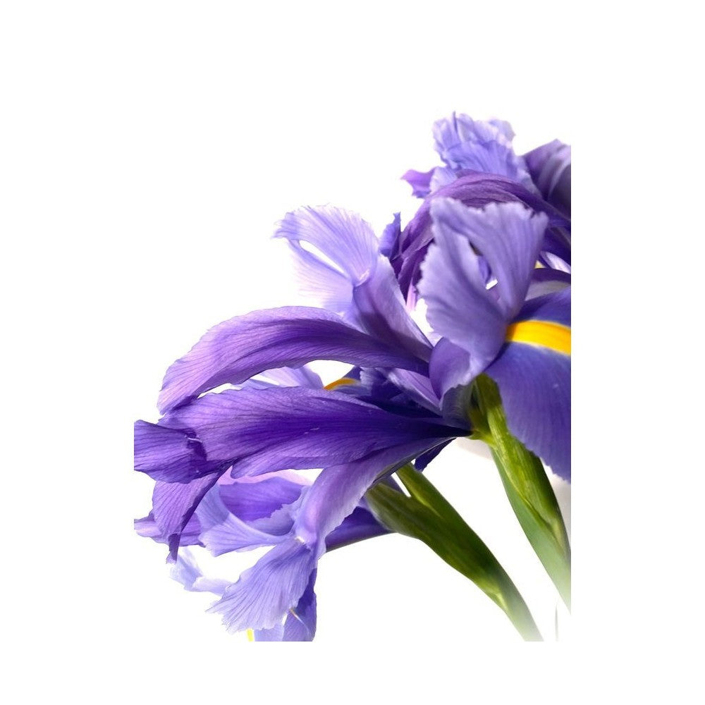 Notă de Iris