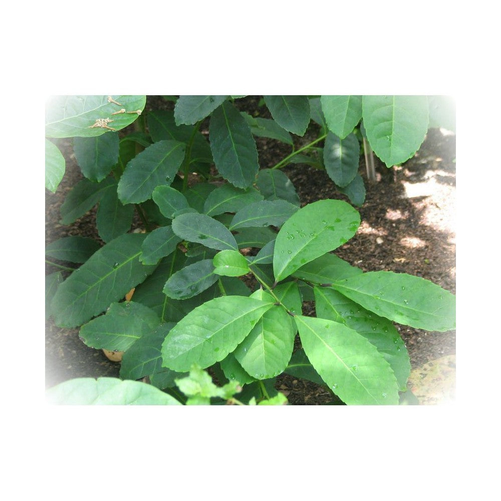 Notă de Mate