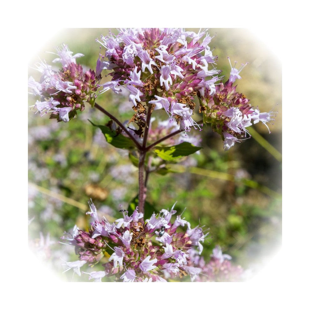 Notă de Oregano