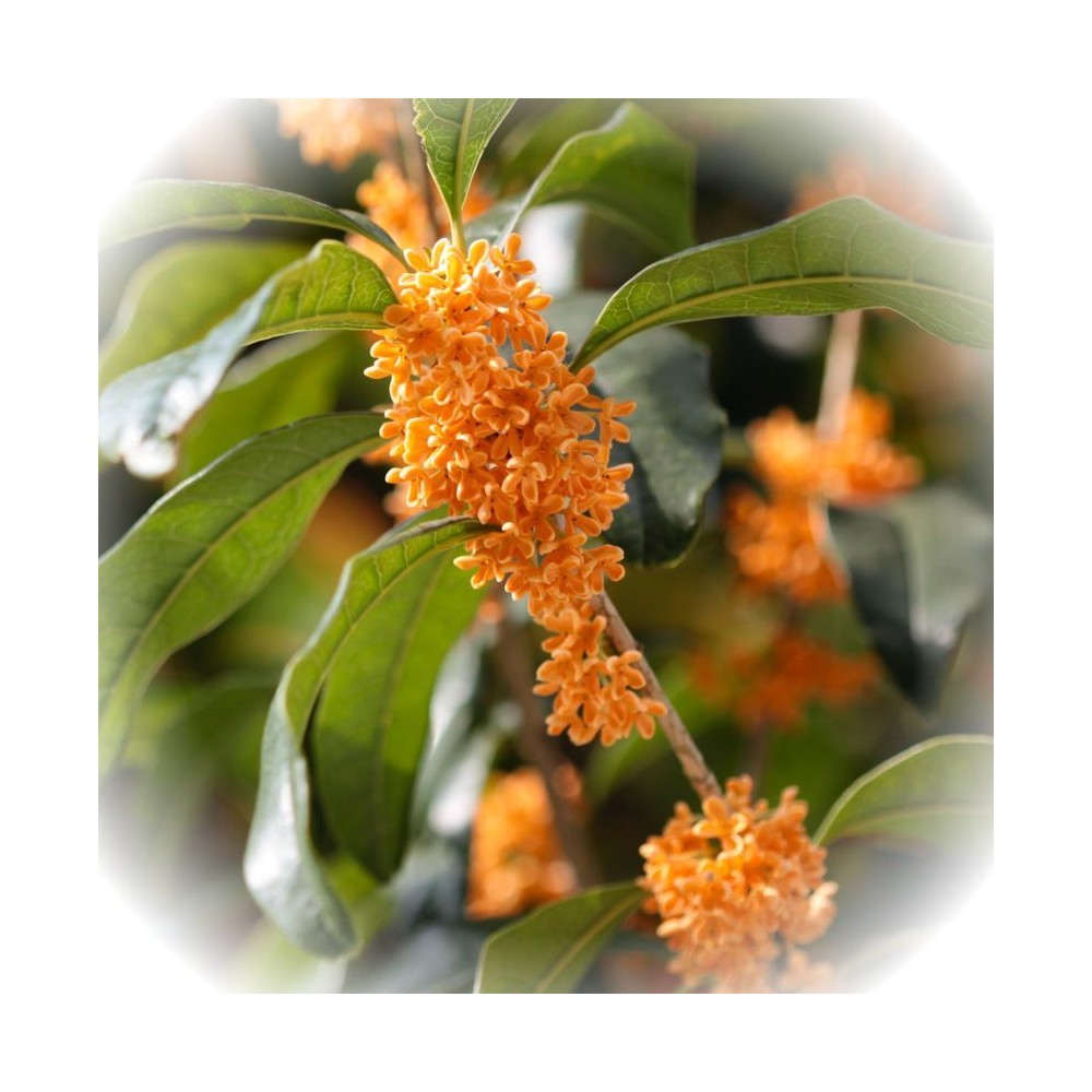 Notă de Osmanthus