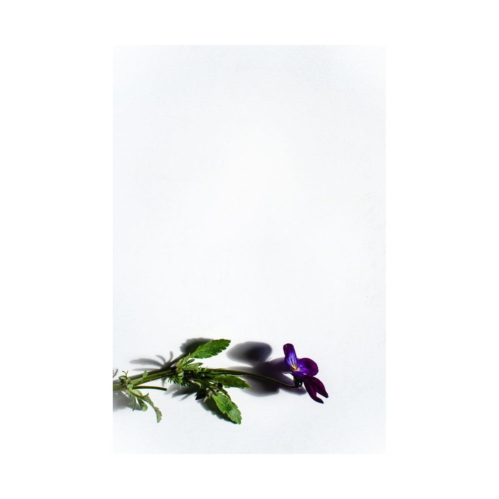 Notă de Violetă