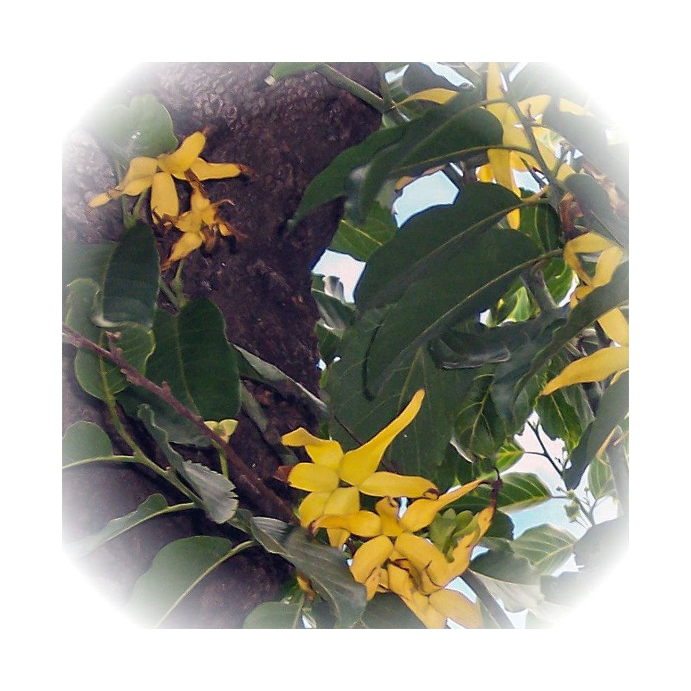 Notă de Ylang-Ylang